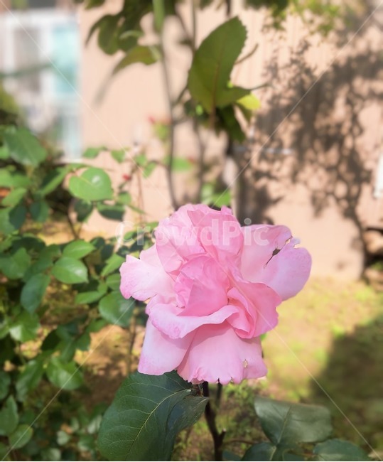 꽃,장미,배경,감성,예쁜,beatiful,flower,rose,pink
