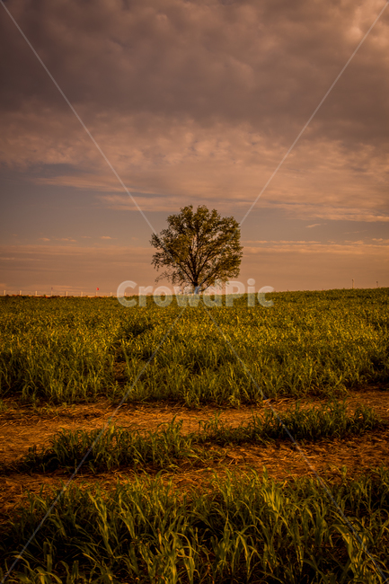 목초지,식물,plant,자연,들,나무,outdoors,옥외,grassland,안성,팜랜드agriculture,background,beautiful,cloud,countryside,day,environment,field,grass,green,landscape,lonely,meadow,morning,natural,nature,nobody,outdoor,rural,scene,scenic,season,sky,spring,summer,sunlight,sunny,tree,view