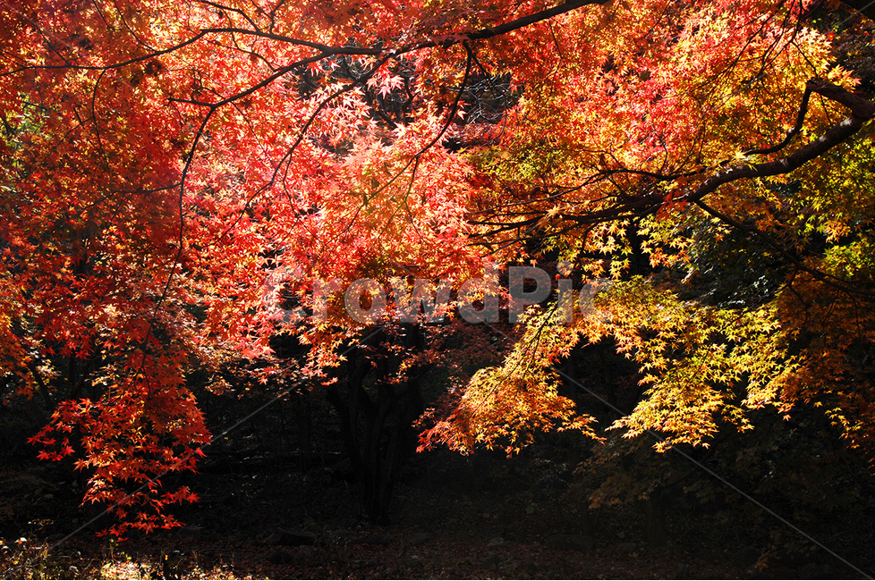 자연,가을,단풍,내장산,식물,가을,계절,fall,autumn,season,leaf,잎,plant,tree,나무,maple