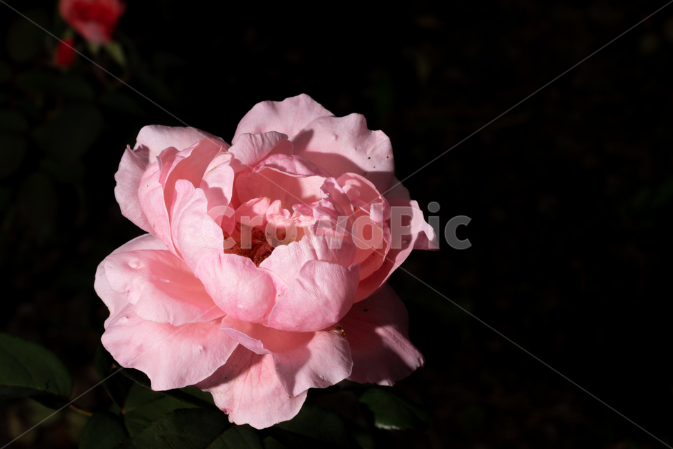 장미,꽃,장미꽃,분홍,식물,마크로,라이트,식물,자연,plants,nature,꽃,flower