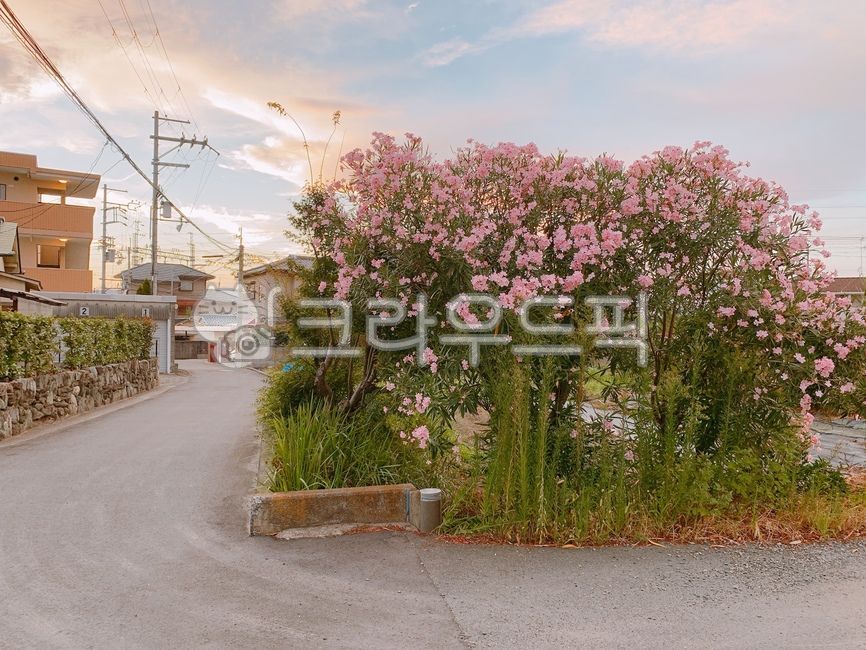 꽃,마을,일본,일본풍,여름배경,여름하늘,배경,예쁜배경,시골풍,도로,road