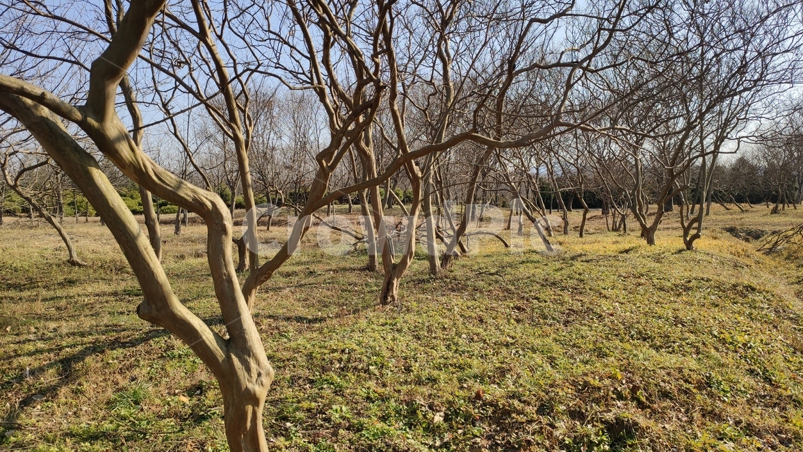 정원수,plant,식물,tree,나무,treetrunk,나무줄기,식물,자연,plants,nature,나무,trees,wood