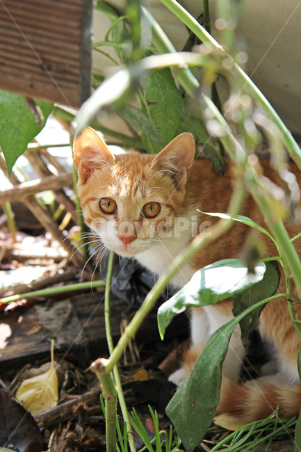 길냥이,고양이,동물,냥이,cat,animal,응시,눈동자,치즈냥이,동물,animal,포유류,mammal,고양이,cat,kitten,kitty