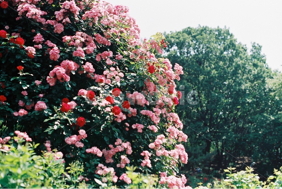 장미,꽃,장미꽃,장미동산,rose,flower,봄,계절,spring,season,식물,자연,plants,nature,꽃,flower,감성,sensible,feeling,휴식,힐링,rest,relaxation,healing,plant