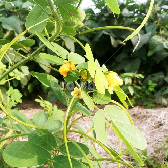 plant,결명자,leaf,잎,식물,식물,자연,plants,nature,꽃,flower