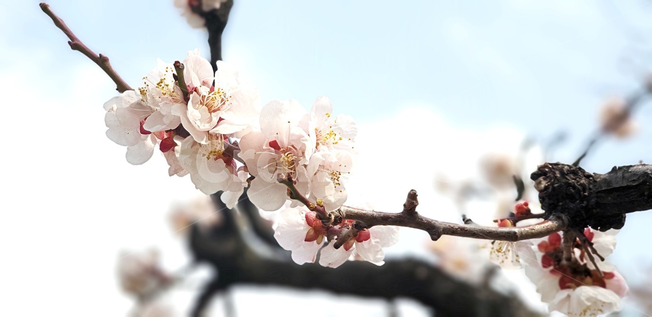 매화,매화꽃,봄,spring,매화나무