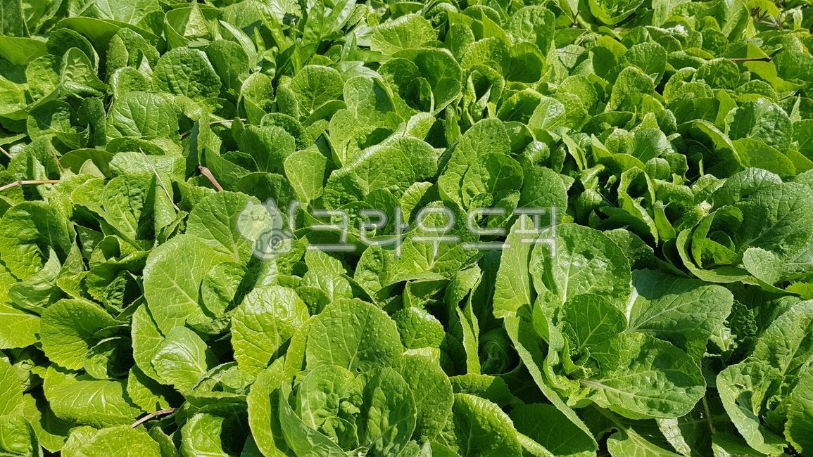 Cabbage,spring onion,spring onion pickled ingredients,cabbage pickled ingredients,spring onion field,cabbage field,vegetables,vegetables