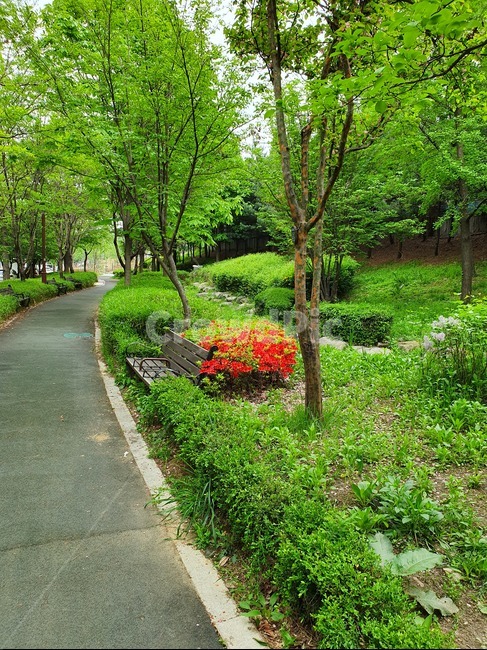 꽃,산책로,공원,산책,자연,자연,풍경,nature,landscape,나무,trees,wood,grass,잔디,plant,식물