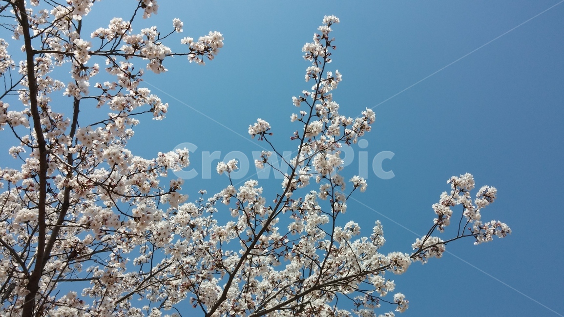 벚꽃,벚꽃나무,cherryblossoms,봄,바탕화면,꽃,행복,하늘,풍경,경치,맑음,sky,bluesky,landscape,배경화면