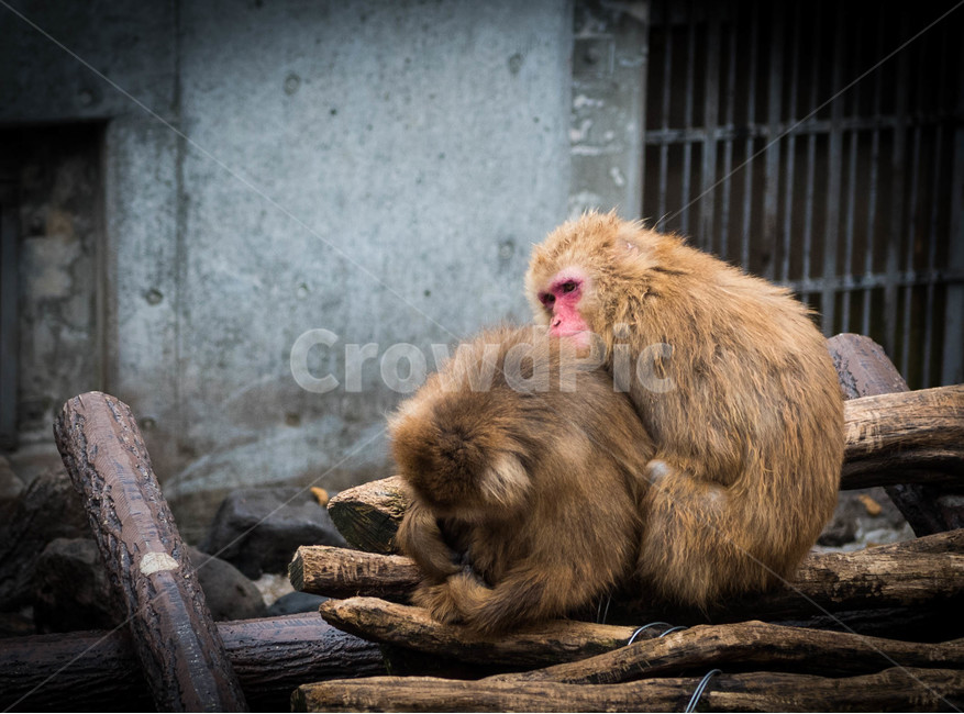 원숭이,동물,겨울,포유류,animal,monkey,wildlife,야생동물,동물,animal,포유류,mammal