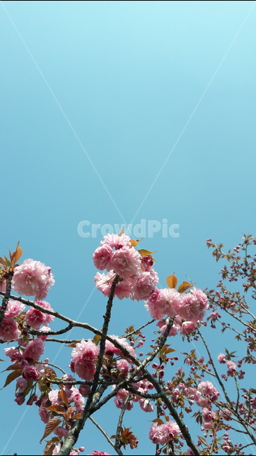 하늘,봄,꽃,아름다움,가지,봄,계절,spring,season,식물,자연,plants,nature,꽃,flower,plant