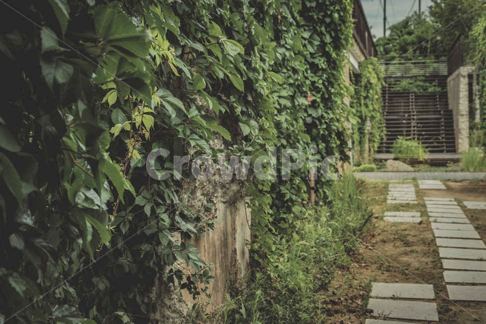 서울,서서울공원,공원,자연,나무,풍경,풀,계단,여름,감성,seoul,park,nature,tree,wood,plants,stairs,summer,beautiful,view,식물,자연,plants,nature