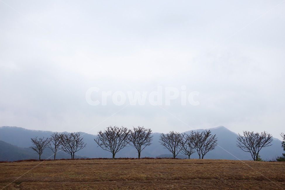 뮤지엄산,나무,산,풍경,강원도,원주,원주미술관,미술관,자연,풍경,nature,landscape,ground,바닥,outdoors,옥외,tree,plant,식물
