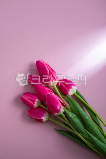 A flower bud,fragrant,cikiroaoer,background paper,red tulip,spring flowers,spring,beautiful,petal,paper,colored paper,coloredpaper,redtulip,folwer,redflower,confetti,pretty,collar,blossom,flowerbuds,tulip,springflowers,flower,red flower,backgroundpaper,ba