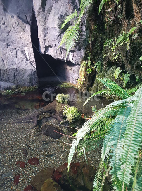 자연,나무,돌,식물,초목,plant,vegetation,nature