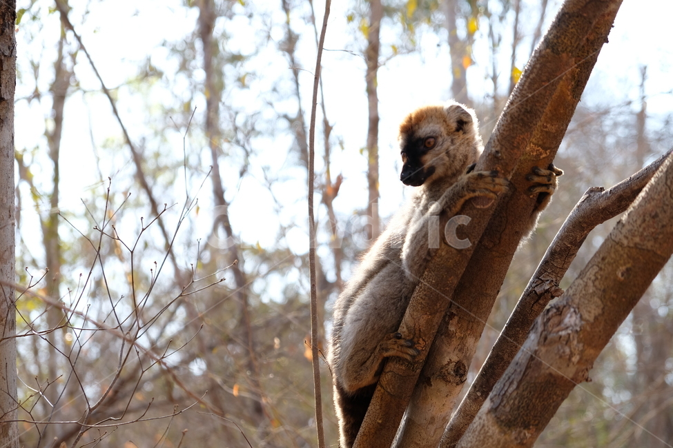 동물,원숭이,흰원숭이,아프리카동물,아프리카,자연,animal,wildlife,야생동물,마다가스카르,madagascar,나무,tree,감성,색체,동물,animal,포유류,mammal
