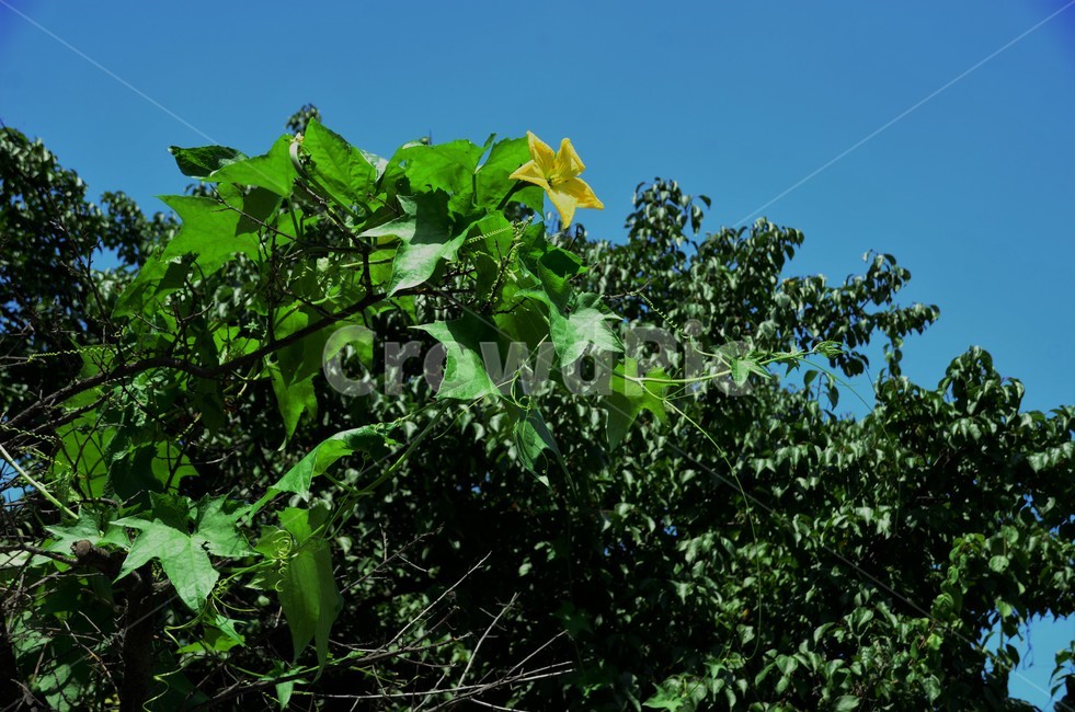 수세미,수세미꽃,박과,수세미오이,한해살이식물,재배식물,식물,자연,plants,nature