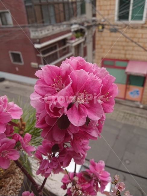 blossom,식물,꽃,사과꽃,알프스오토메,식물,자연,plants,nature,꽃,flower