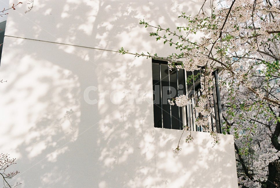 plant,식물,cherryblossom,벚꽃,blossom,flower,꽃,봄,아파트,건물,그림자,spring,옥외,자연,nature,outdoors,봄,계절,spring,season