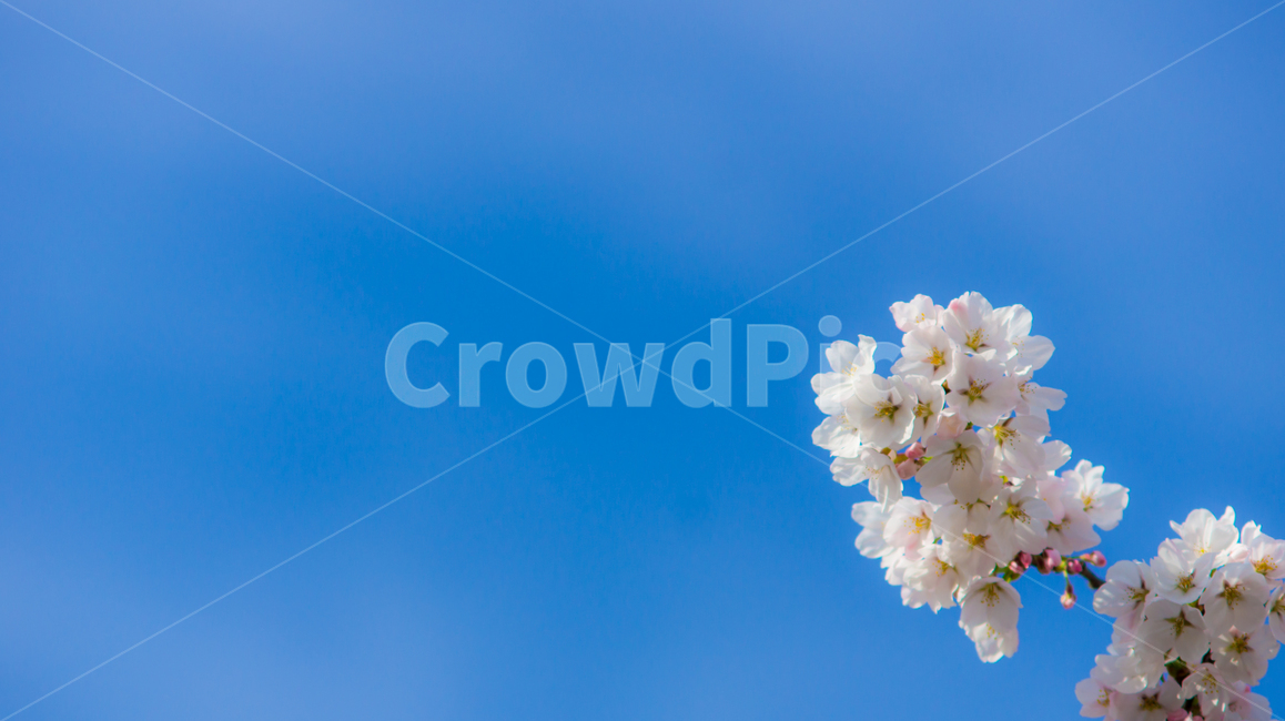 벚꽃,봄,핑크,꽃,풍경,식물,나무,벚꽃나무,꽃놀이,계절,season,wood,plant,nature,자연,landscape,flower,flowers,pink,spring,blossom,sherryblossom,하늘,봄,계절,spring,season,식물,자연,plants,nature,꽃,flower