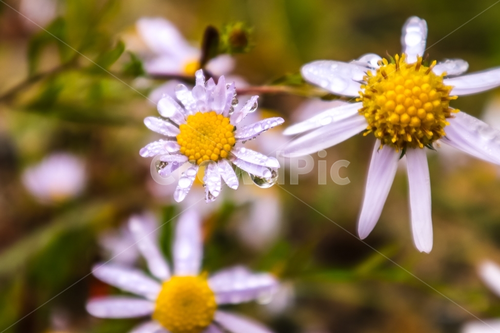 등산,꽃,풍경,여행,이슬,평화,가을,봄,여름,겨울,식물,자연,plants,nature,꽃,flower