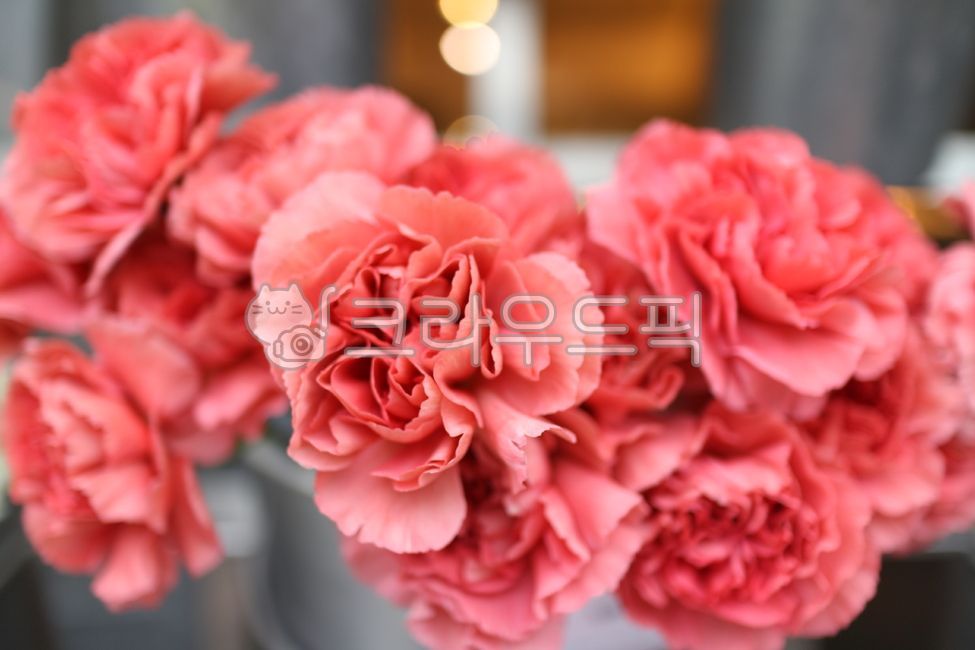carnation,pink flower,flower,red flower