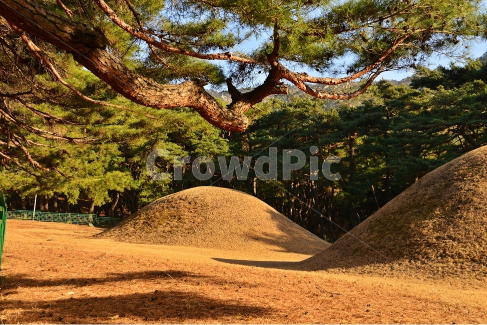 tree,나무,plant,식물,treetrunk,나무줄기,outdoors,옥외,경주,배동,삼릉,삼릉소나무,소나무