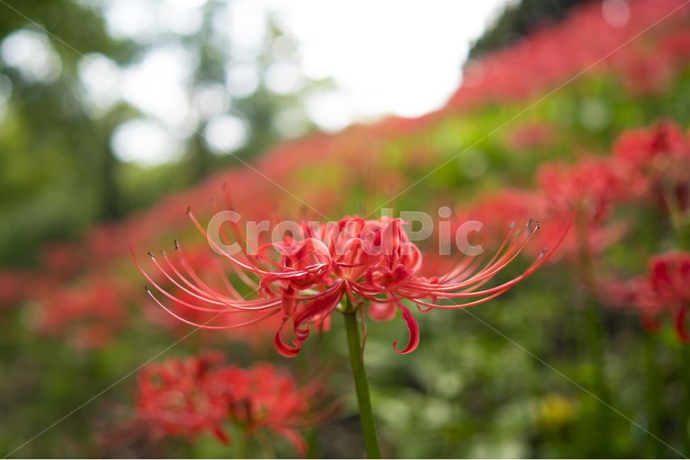 산야초,꽃무릇,꽃,빨강,매크로,식물,자연,plants,nature,꽃,flower