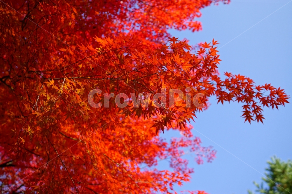 가을,autumn,fall,season,계절,단풍,나무,나뭇가지,이파리,단풍잎,자연,nature,tree,산림,삼림,숲,숲속,낙엽,한국자연,11월,November,풍경,landscape,경치,스냅,스냅사진,snap,snapshot,감성,감성사진,느낌,feel,분위기,하늘,블루,blue,sky,잎사귀,가을,계절,fall,autumn,season,식물,자연,plants,nature,plant,leaf,잎,maple