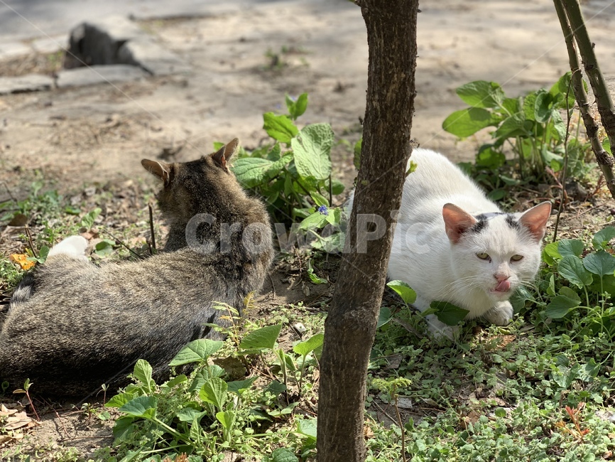 고양이,길고양이,길냥이,풀숲,여유,동물,animal,포유류,mammal,고양이,cat,kitten,kitty