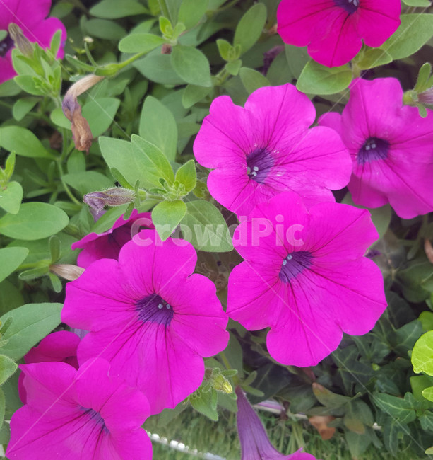 봄,식물,꽃,근접,flower