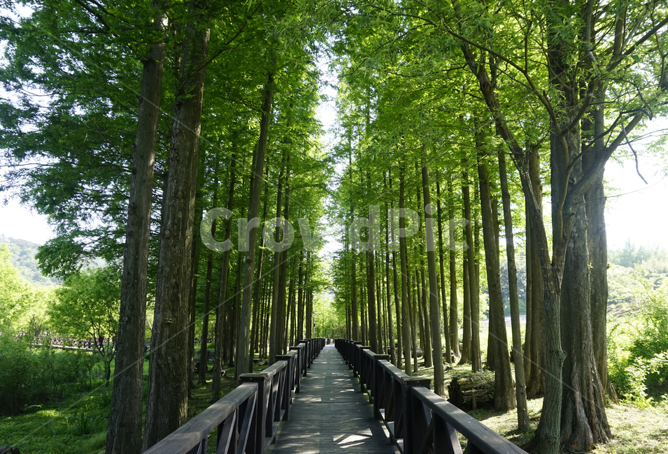 자연,풍경,숲,나무,forest,trees,단양,sky,nature,naturescape,구름,자연,풍경,nature,landscape,path,통로