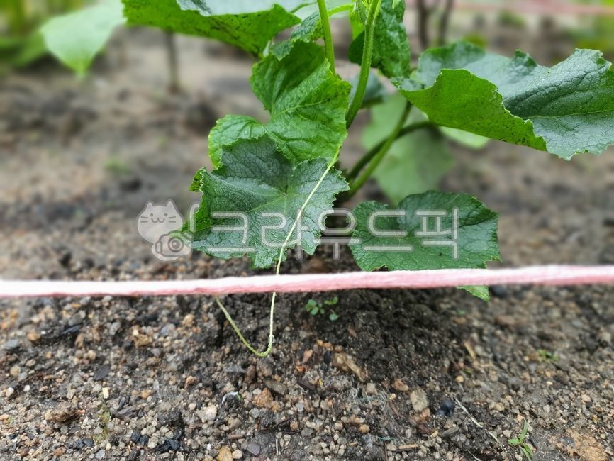 텃밭,텃밭식물,빗방울,오이덩굴손,오이모종,soil,토양,노끈