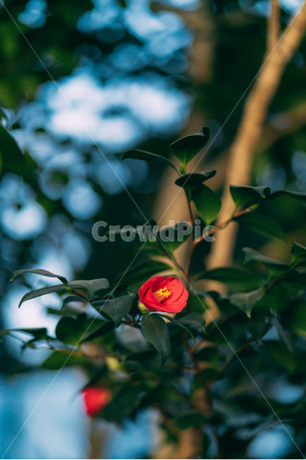 동백꽃,꽃,동백,동백나무,봄꽃,빨강,초록,빛,식물,자연,plants,nature,flower,bloom,배경화면,식물,자연,plants,nature,꽃,flower