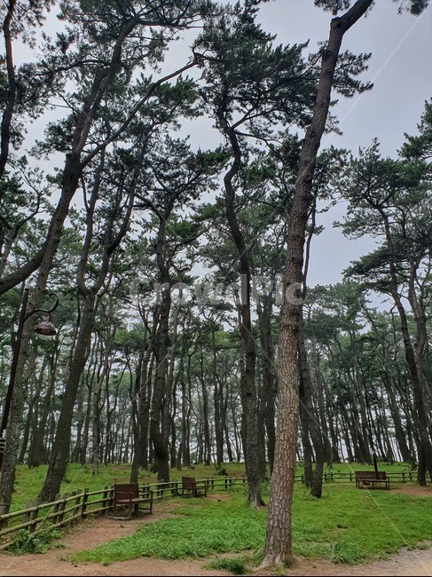 plant,식물,tree,나무,treetrunk,나무줄기