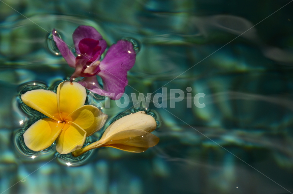 프랜지파니,발리꽃,꽃,열대꽃,frangipani,ballyflower,flower,꽃,flower