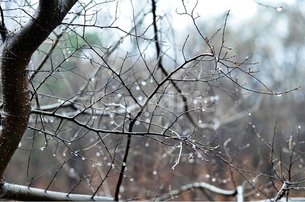 빗방울,젓은나무,물방울,쓸쓸,감성,식물,자연,plants,nature,나무,trees,wood,감성,sensible,feeling,비,비오는날,rain,rainy