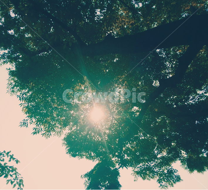 해,sun,나무,tree,여름,식물,자연,plants,nature,나무,trees,wood,휴식,힐링,rest,relaxation,healing