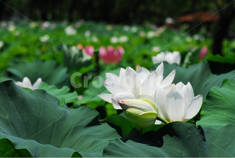 꽃,연꽃,궁남지,불교,여름,식물,자연,plants,nature,꽃,flower