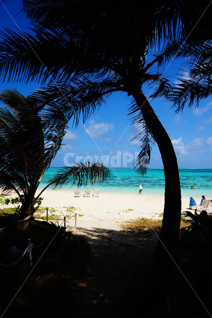 summer,여름,tropical,해변,beach,야자수,parmtree,사이판