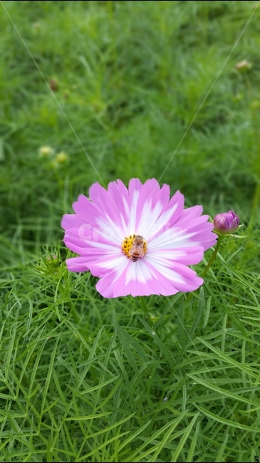 코스모스,꽃,야생화,자연,식물,식물,자연,plants,nature,꽃,flower