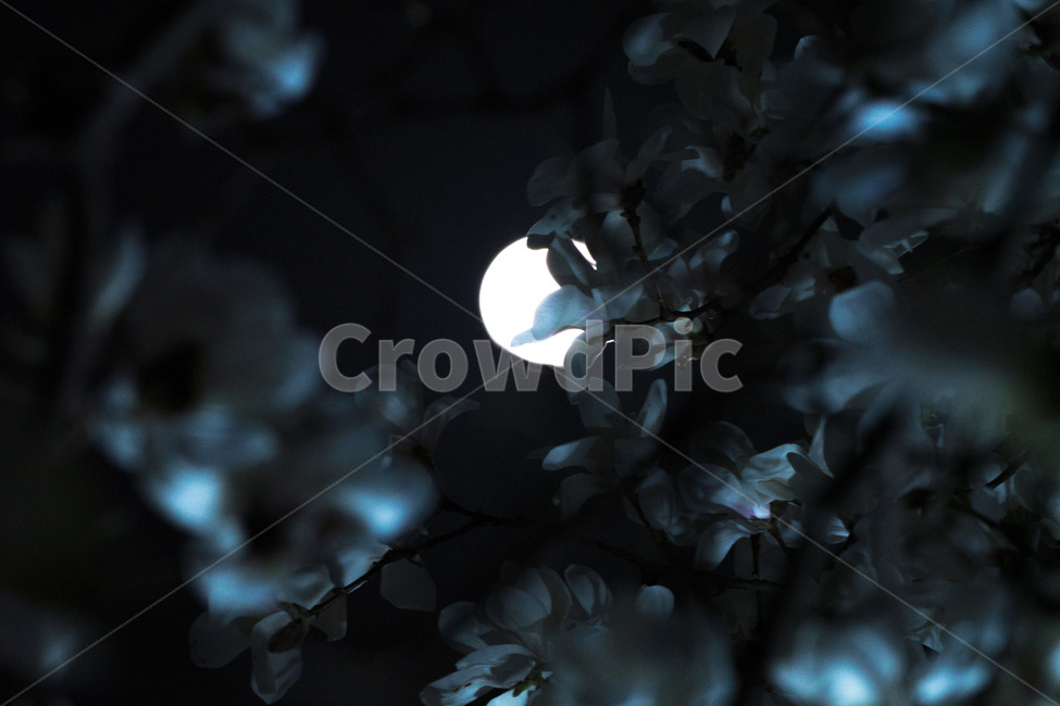 공포,목련,달,봄꽃,실루엣,호러,봄,봄,계절,spring,season,야경,밤,풍경,nightscape,night,landscape,식물,자연,plants,nature,꽃,flower,outdoors,옥외
