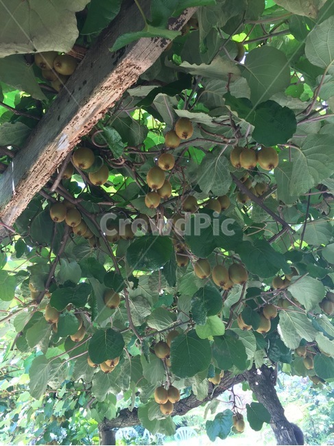 plant,식물,fruit,과일,food,음식,kiwi,키위,나무,tree,식물,자연,plants,nature