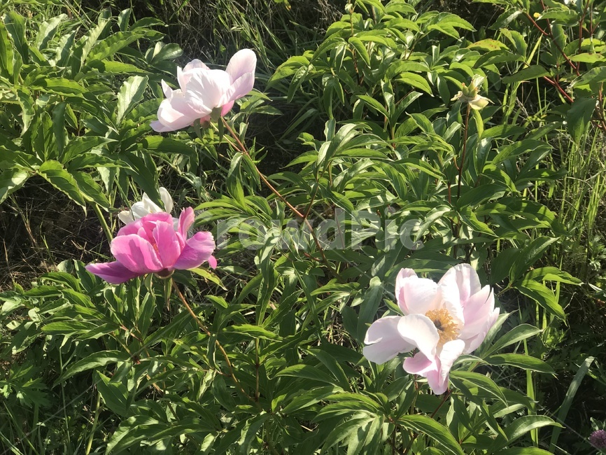 자연,꽃,탄천,배경,바탕화면