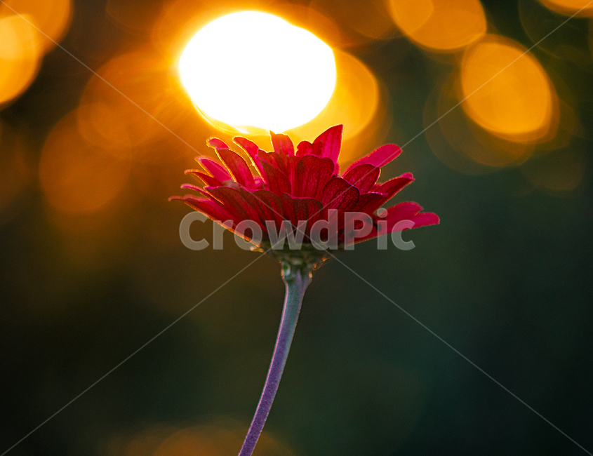 노을,햇빛,백일홍,역광,꽃,자연,식물,감성,잔잔,고요,식물,자연,plants,nature,꽃,flower
