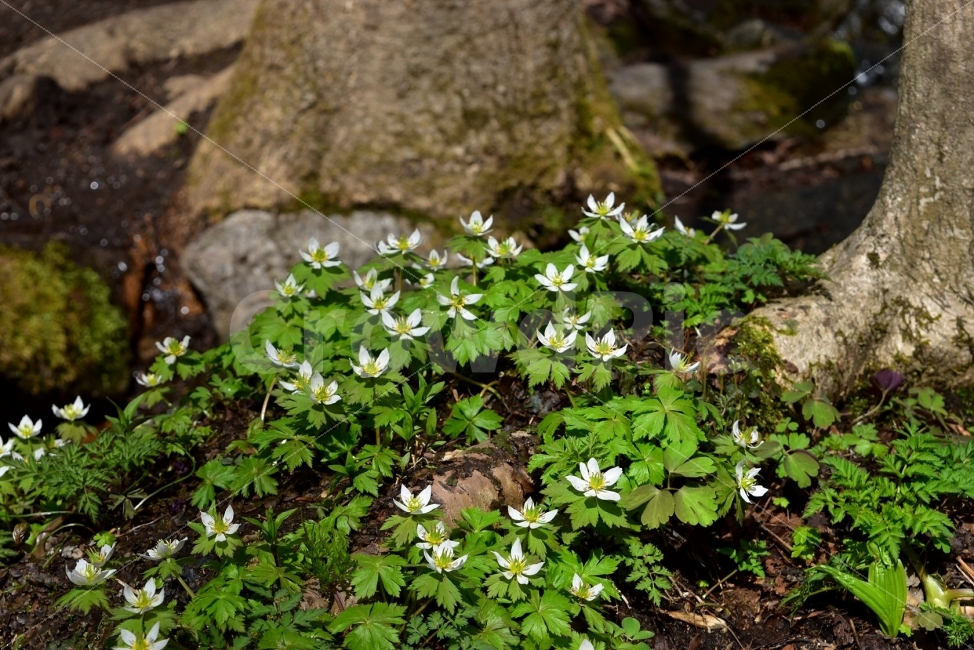 모데미풀,봄,야생화,꽃,청태산,강원도,봄꽃,고산야생화,감성,wildflower,산꽃,봄야생화,계곡,이끼,꽃말,슬픈추억,아쉬움,MegaleranthissaniculifoliaOhwi,금매화아재비,운봉금매화,식물,자연,식생,생태,식물,자연,plants,nature,꽃,flower