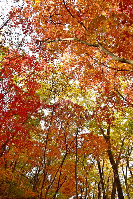 가을,단풍,울긋불긋,계절,시즌,아름다운,풍경,가을색,가을,계절,fall,autumn,season,tree,나무,plant,식물,maple,leaf,잎