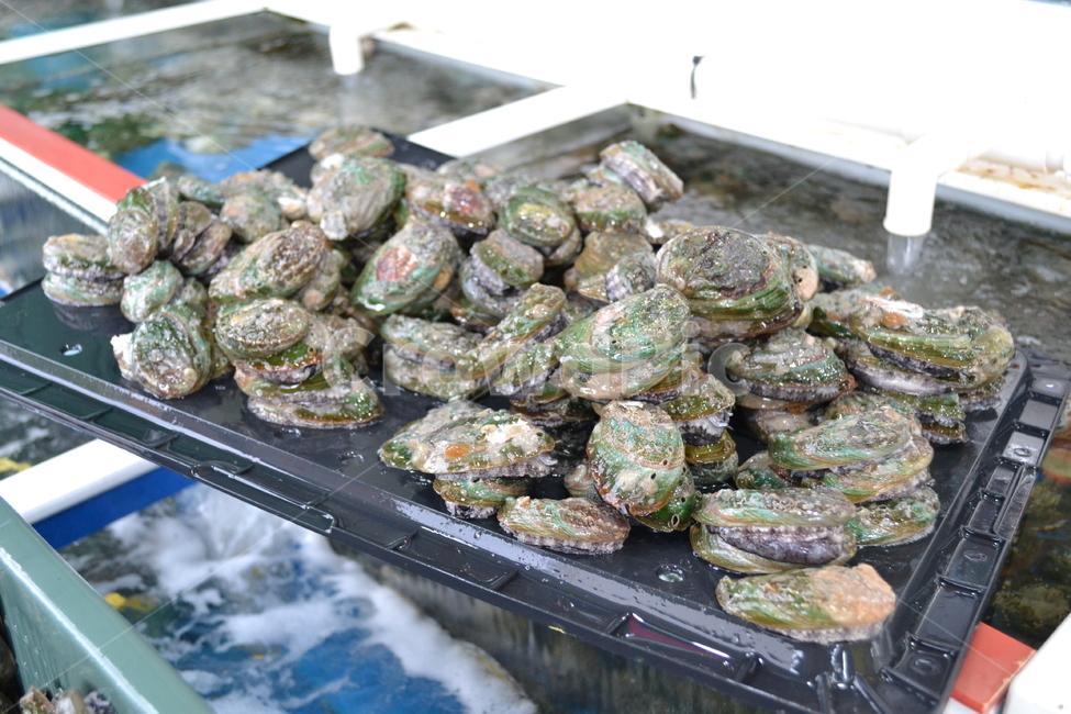 전복,해산물,수산,식재료,음식,요리,food,먹거리,생물,수산물,해산물,fishery products,seafood