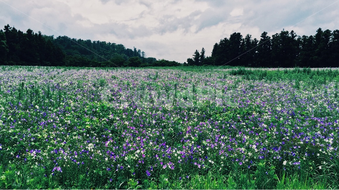 꽃밭,보라색,도라지,도라지꽃밭,풍경,연보라,balloonflower,purple,flower,garden,landscape,보라색꽃,흰색꽃,도라지꽃,자연,풍경,nature,landscape,outdoors,옥외,grassland,목초지,field,들,plant,식물