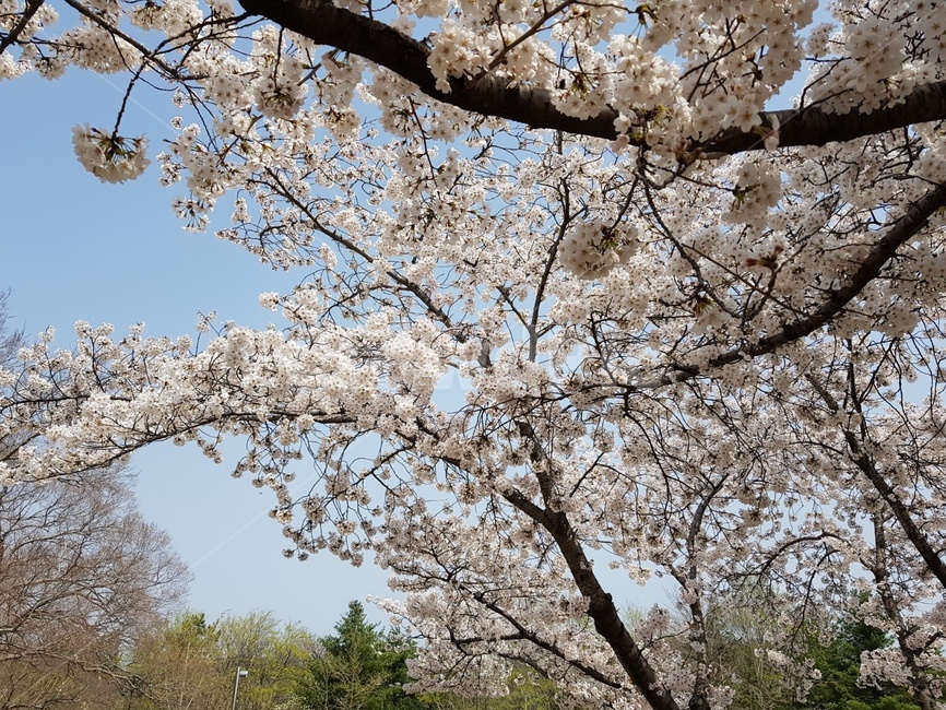 벚꽃,나무,맑은,날씨,자연